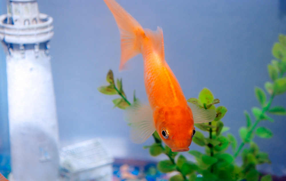 Compra de un pez rojo Consejos para la compra de un pez rojo