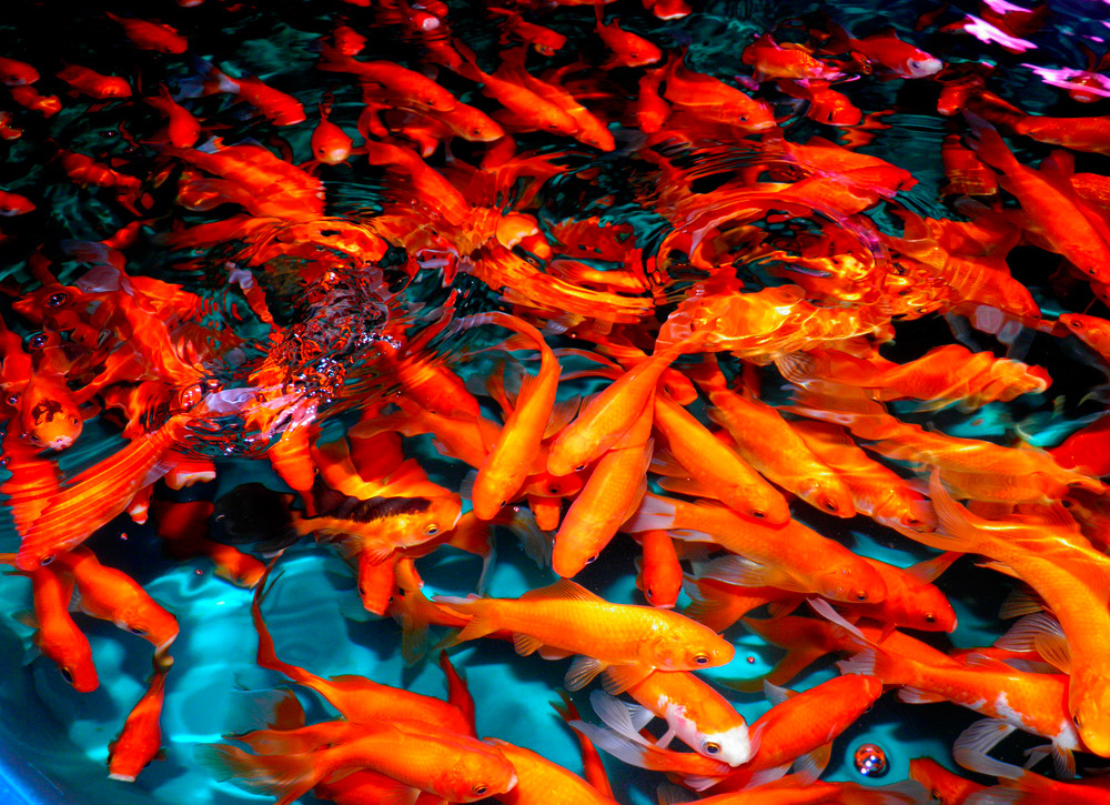 Cría y reproducción del pez rojo Crías de pez rojo