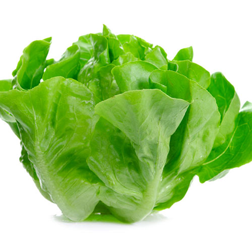 Lechuga