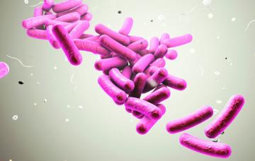 Causas de la fiebre tifoidea Causas de la fiebre tifoidea