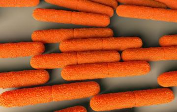 Clostridium botulinum Clostridium botulinum causante del botulismo