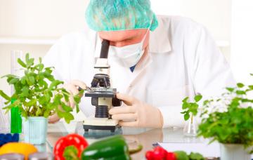 Alimentos transgénicos Alimentos transgénicos