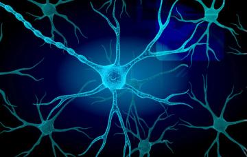 Esclerosis lateral amiotrófica Neuronas motoras afectadas por esclerosis lateral amiotrófica