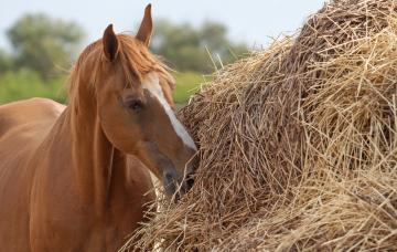 Manutención del caballo Fruto por alimento