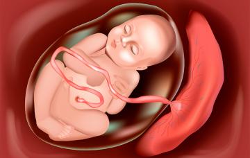 La placenta: funciones y problemas que la afectan La placenta