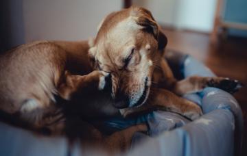 Enfermedades de la piel en perros Problemas en la piel en perros