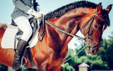 Seguridad en el manejo de caballos: claves para evitar riesgos Manejo de caballos