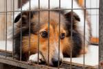 Perro deprimido encerrado en jaula