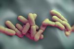 Bacteria Yersinia pestis causante de la peste