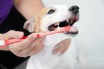 Mujer cepillando los dientes a su perro