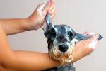 Cuándo y cómo lavar a nuestro perro 