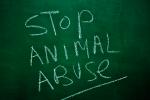 Cómo denunciar el maltrato de animales