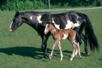 Salud y reproducción del caballo Pinto
