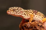 Gecko leopardo como mascota Gecko leopardo