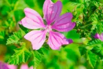 La balsámica malva
