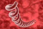 Sífilis Bacteria Treponema Pallidum