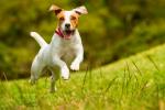 Deportes y actividades físicas para perros