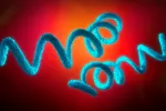 Bacteria de la sífilis Sífilis
