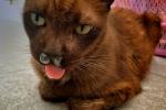 Gato afectado por el calicivirus felino
