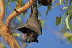 Murciélago colgado de un árbol