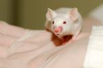 Vacuna del alzheimer en ratones