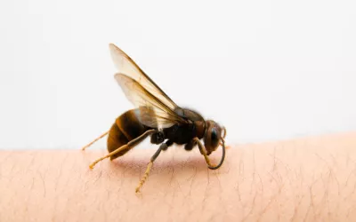 Picaduras de insecto Picaduras de insecto en un brazo