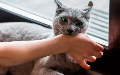 Mordeduras de animales: consecuencias Mordeduras de gatos