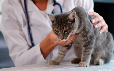 Los gatos son clave para crear terapias contra el COVID Veterinaria sujeta a un gato