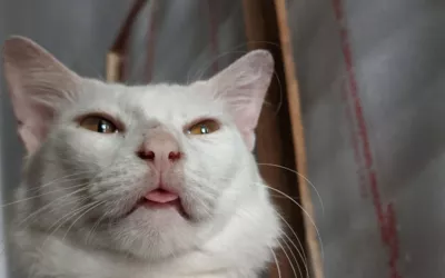 Gato blanco con la mirada perdida y aspecto despistado Primer plano de un gato blanco con la lengua un poco fuera