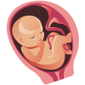 Imagen del feto en el octavo mes de embarazo