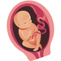 Imagen del feto en el quinto mes de embarazo