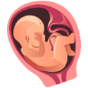 Imagen del feto en el sexto mes de embarazo