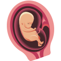 Imagen del feto en el tercer mes de embarazo