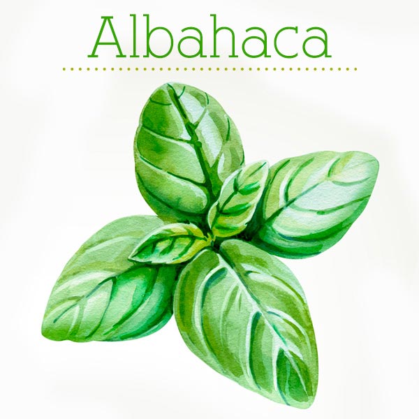 albahaca_planta.jpg