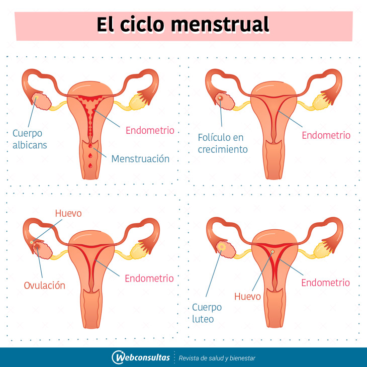 Fases y funciones del tejido endometrial