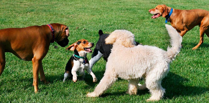 Transistor Piquete Apretar Tos de las perreras, qué es y cómo se contagia la gripe en los perros