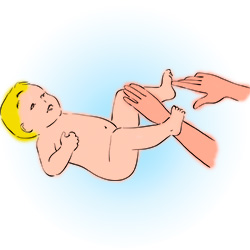 Musculatura de la zona inferior