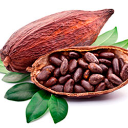 Cacao