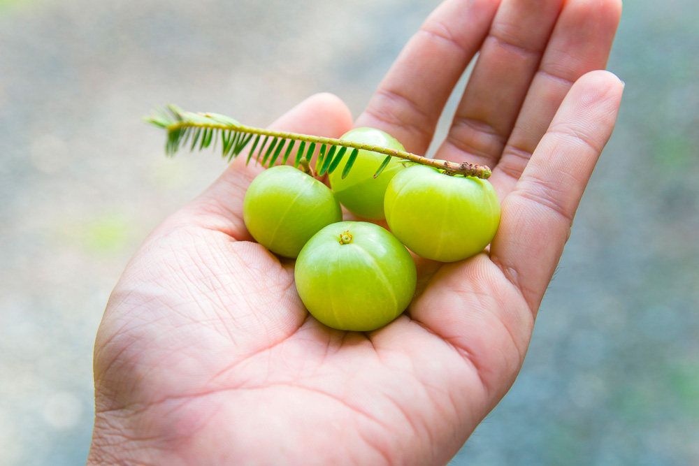 Principios activos del amla o y propiedades medicinales Amla en la mano de una persona