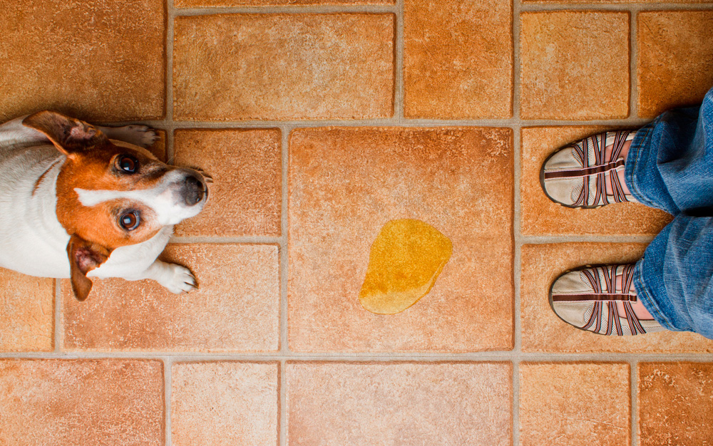 Educa al cachorro en positivo cuando haga sus necesidades Cachorro haciendo sus necesidades en el lugar equivocado