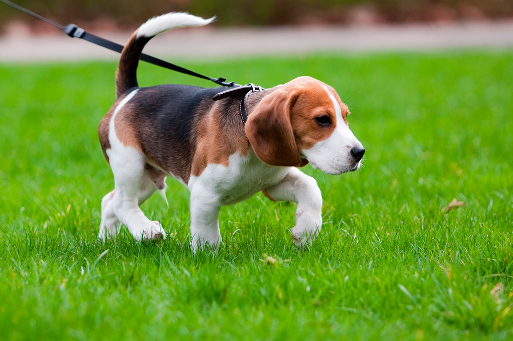 Enseña a tu cachorro a hacer sus necesidades en la calle Un perro pasea por un parque sujeto por la correa