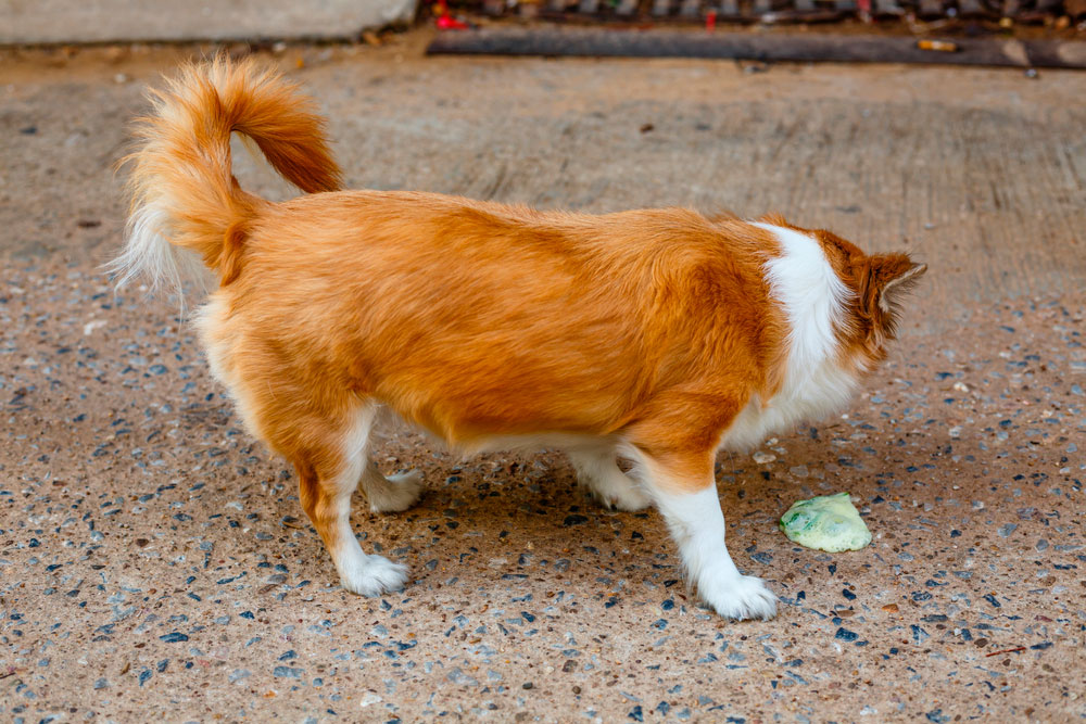Síntomas y diagnóstico de la gastroenteritis canina Síntomas de la gastroenteritis canina