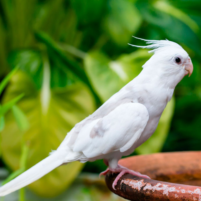 Cacatúa ninfa albina