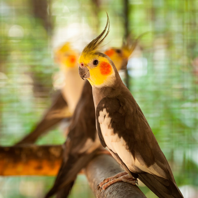 Cacatúa ninfa canela
