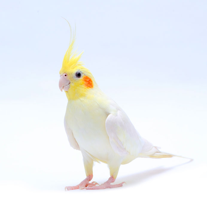 Cacatúa ninfa lutino