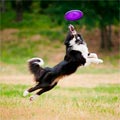 Disc Dog