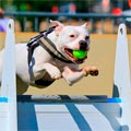 Flyball