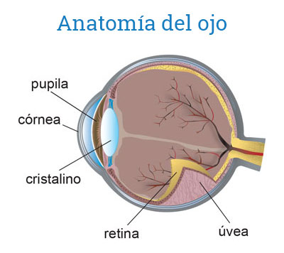 Anatomía del ojo