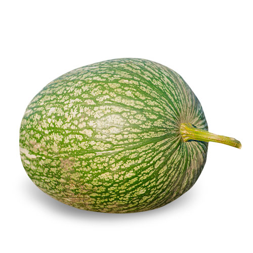 Curcubita ficifolia (Calabaza cabello de ángel)