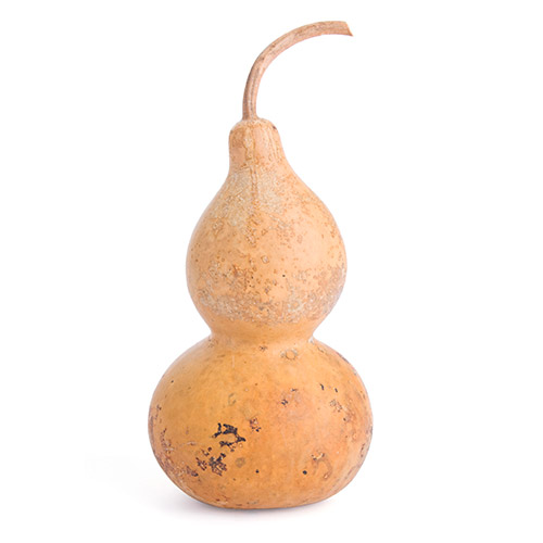 Lagenarua siceraria (Calabaza del peregrino)